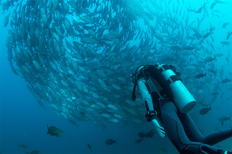 Taucher vor einem Fischschwarm