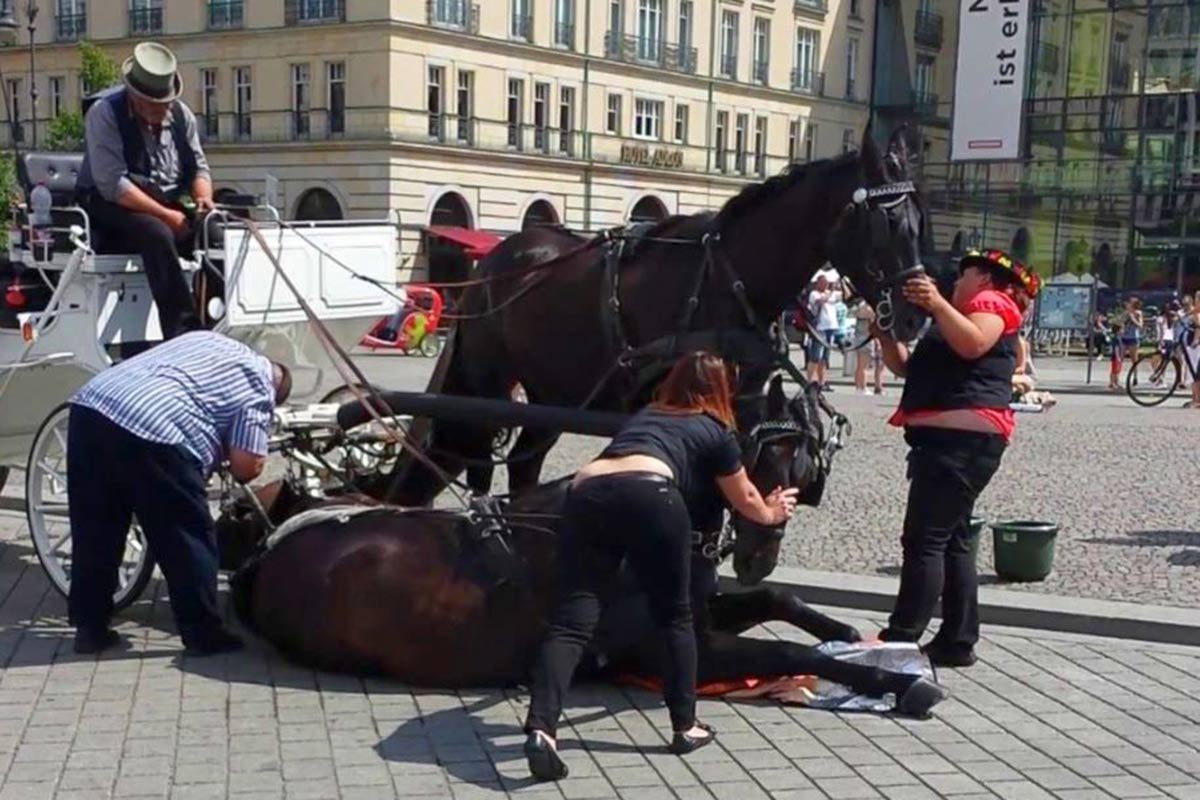 pferdekutschen unfall