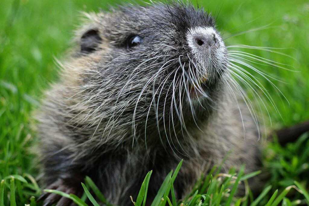 Nutria in einer gruenen Wiese.