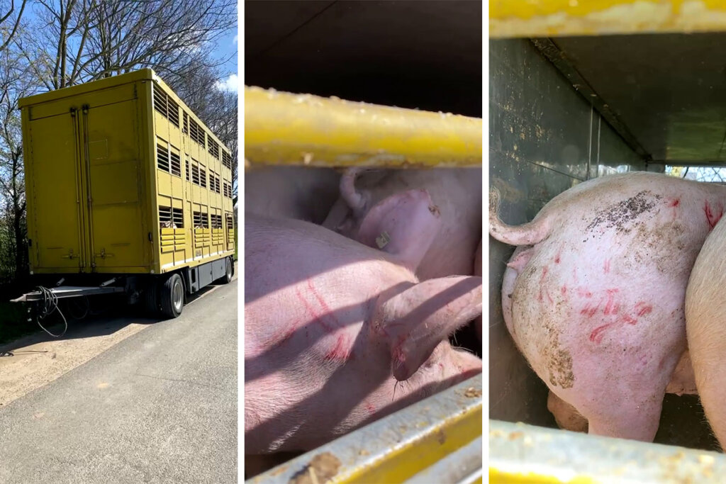 verletzte schweine im tiertransporter