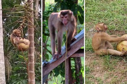 Affen die Kokosnüsse sammeln