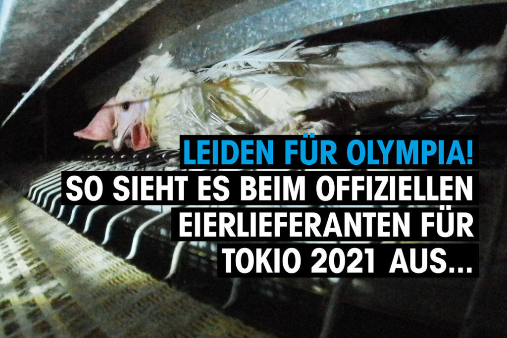 Thumbnail Leiden für Olympia. So sieht es beim offiziellen Eierlieferanten für Tokio 2021 aus