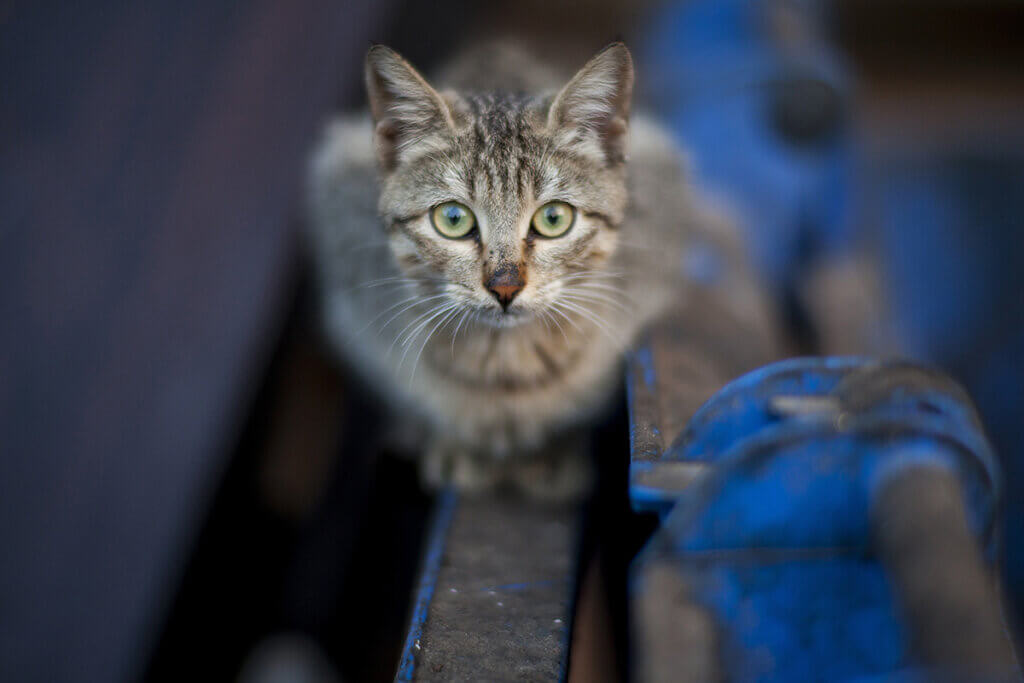 Eine graue Katze mit gruenen Augen sitzt auf einem Stahltraeger.