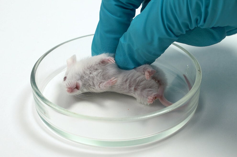 Weiße Maus im Tierversuch