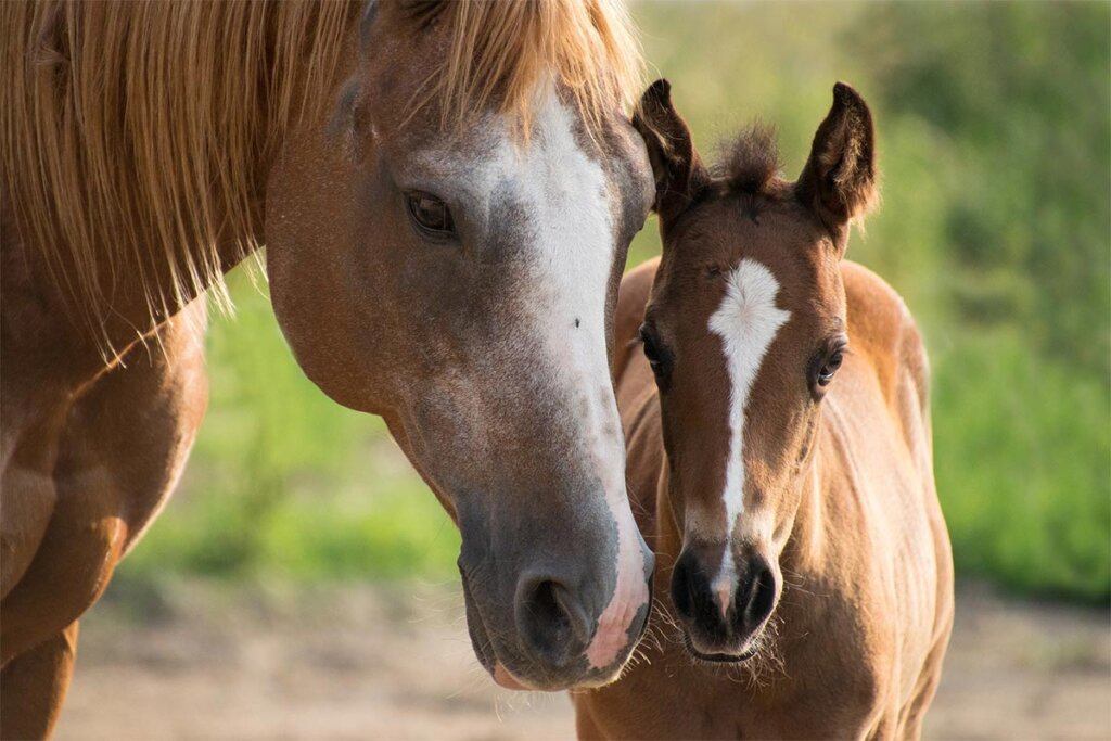 Pferd mit Fohlen