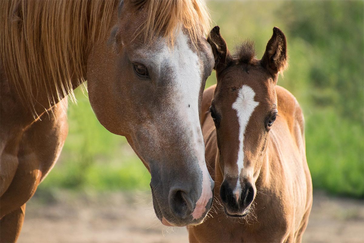 Pferde in Not: So können Sie vernachlässigten Pferden helfen
