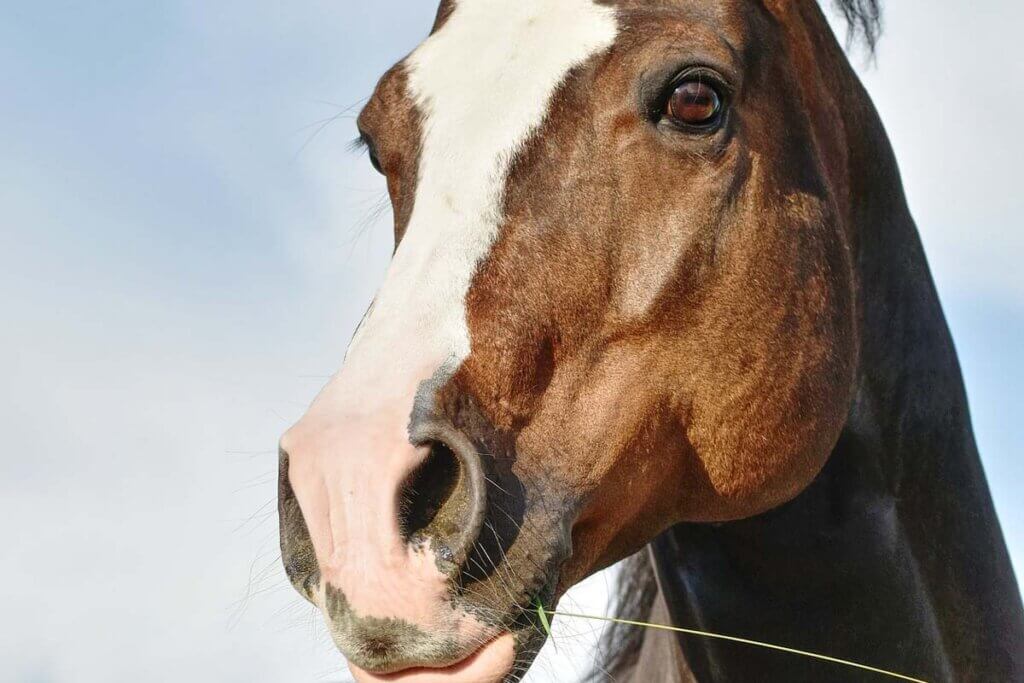 Ein braunes, weiss-geflecktes Pferd der Rasse Quarter Horse.