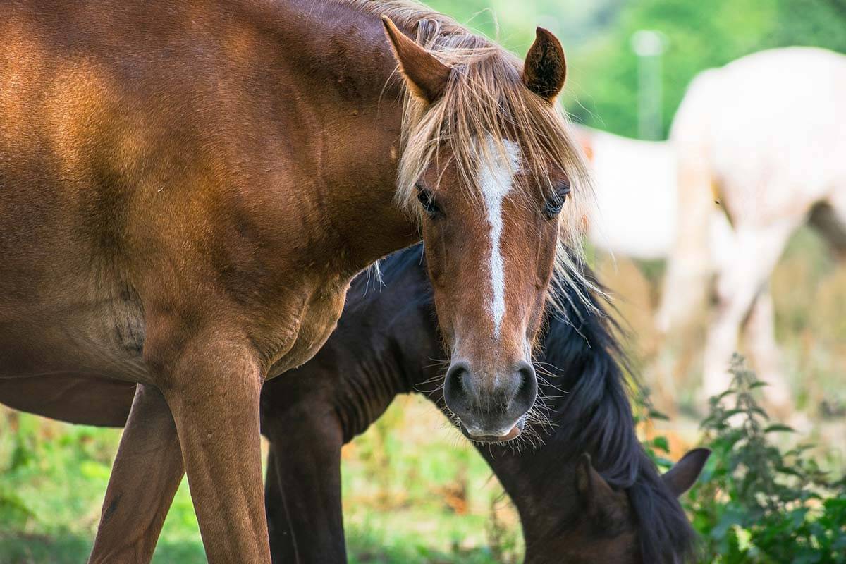 Pferd kaufen: Handel mit überzüchteten Tieren – was Sie über die Branche wissen sollten