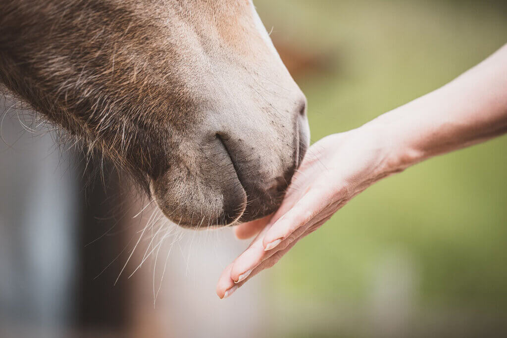 Pferd riecht an der Hand einer Person.