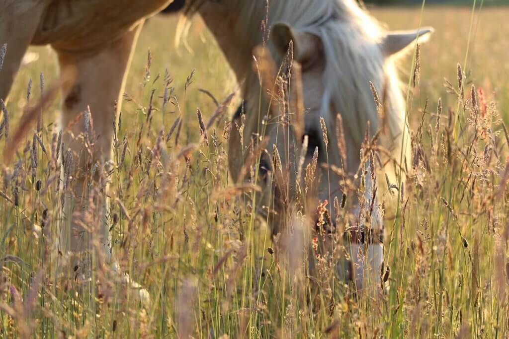 Ein Pferd steht auf einer Koppel und isst Gras.