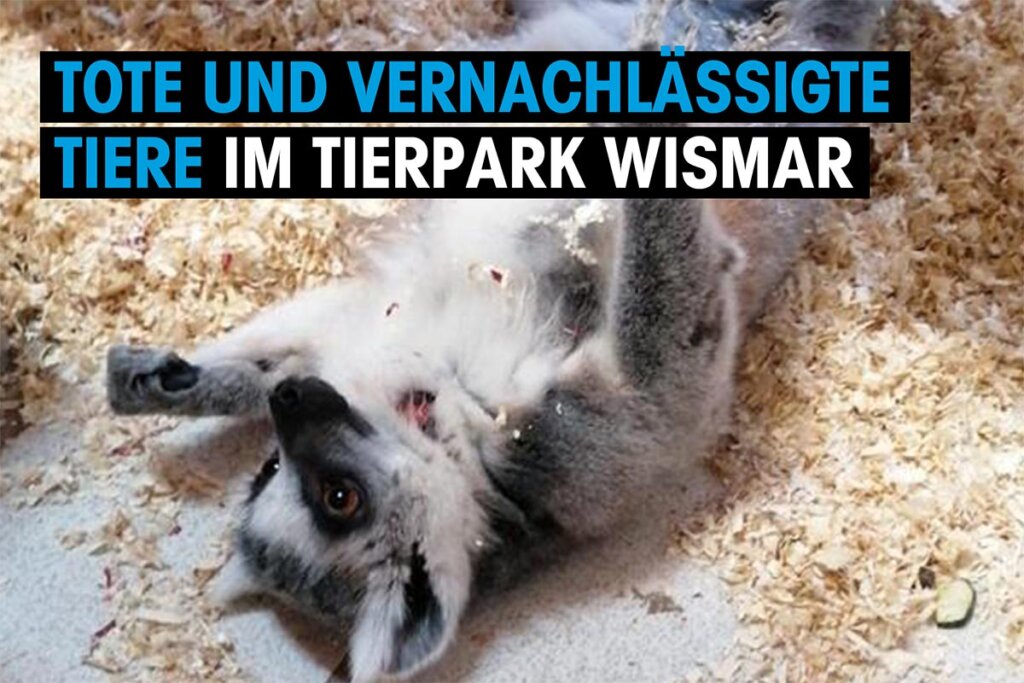 Video Thumbnail Gelähmter Katta