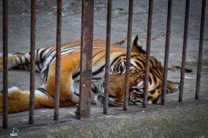 Tiger liegt hinter Gitterstaeben