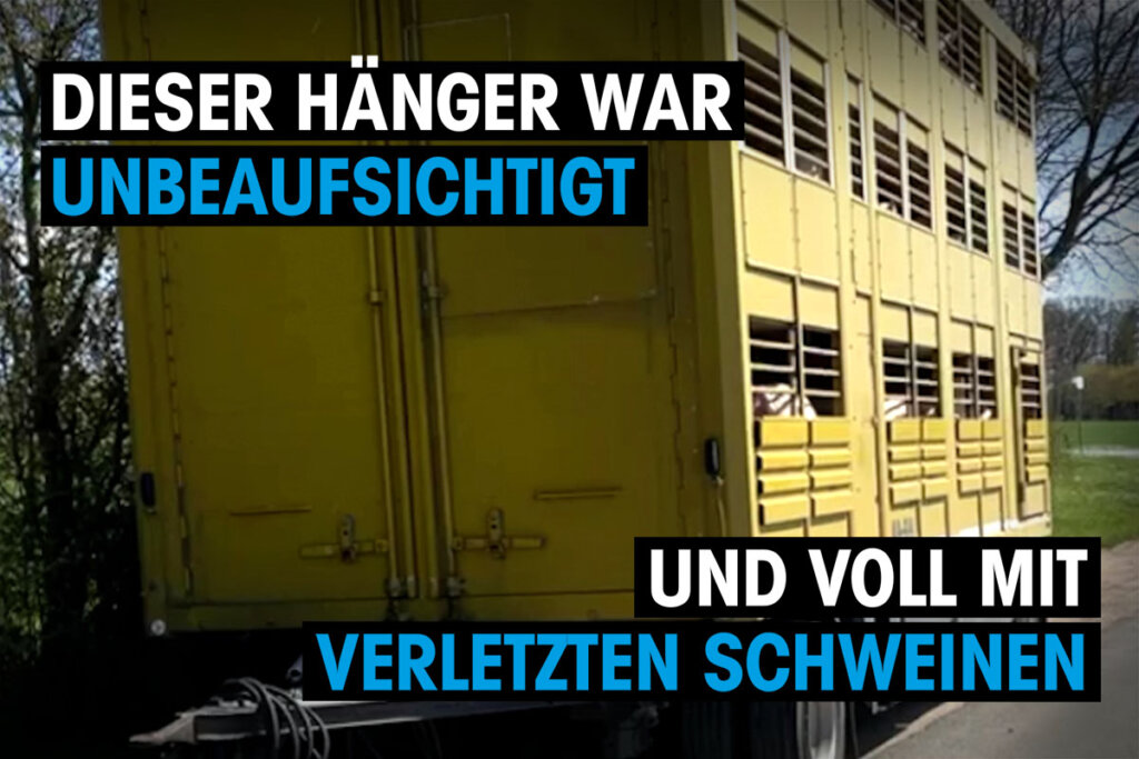 schweine transporter