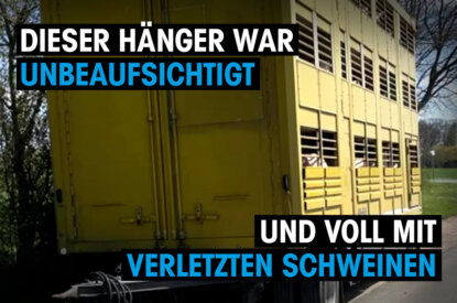 schweine transporter