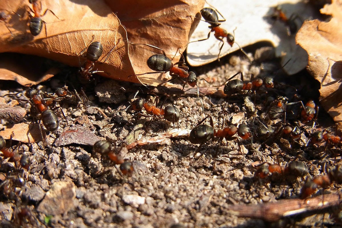 wood ants