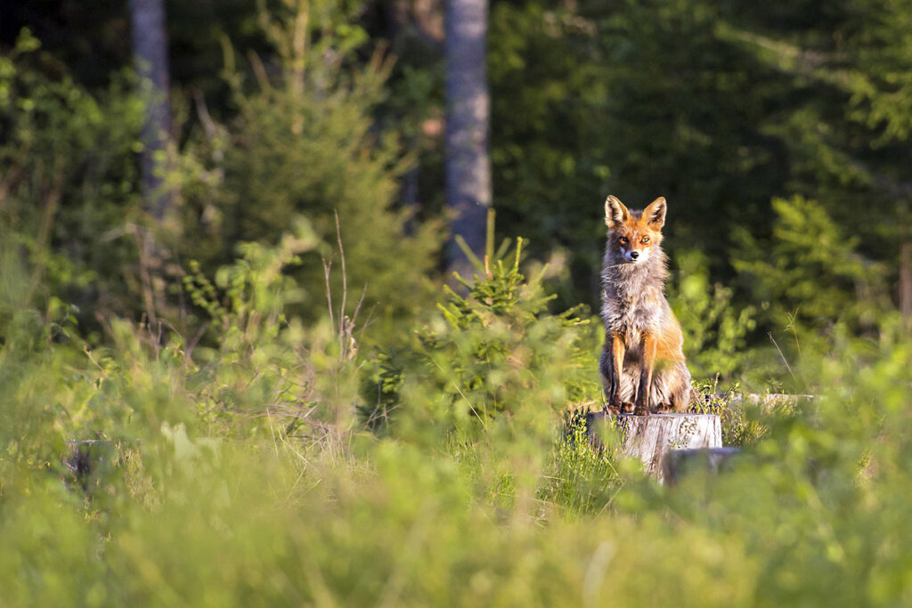 rotfuchs im wald