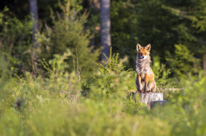rotfuchs im wald