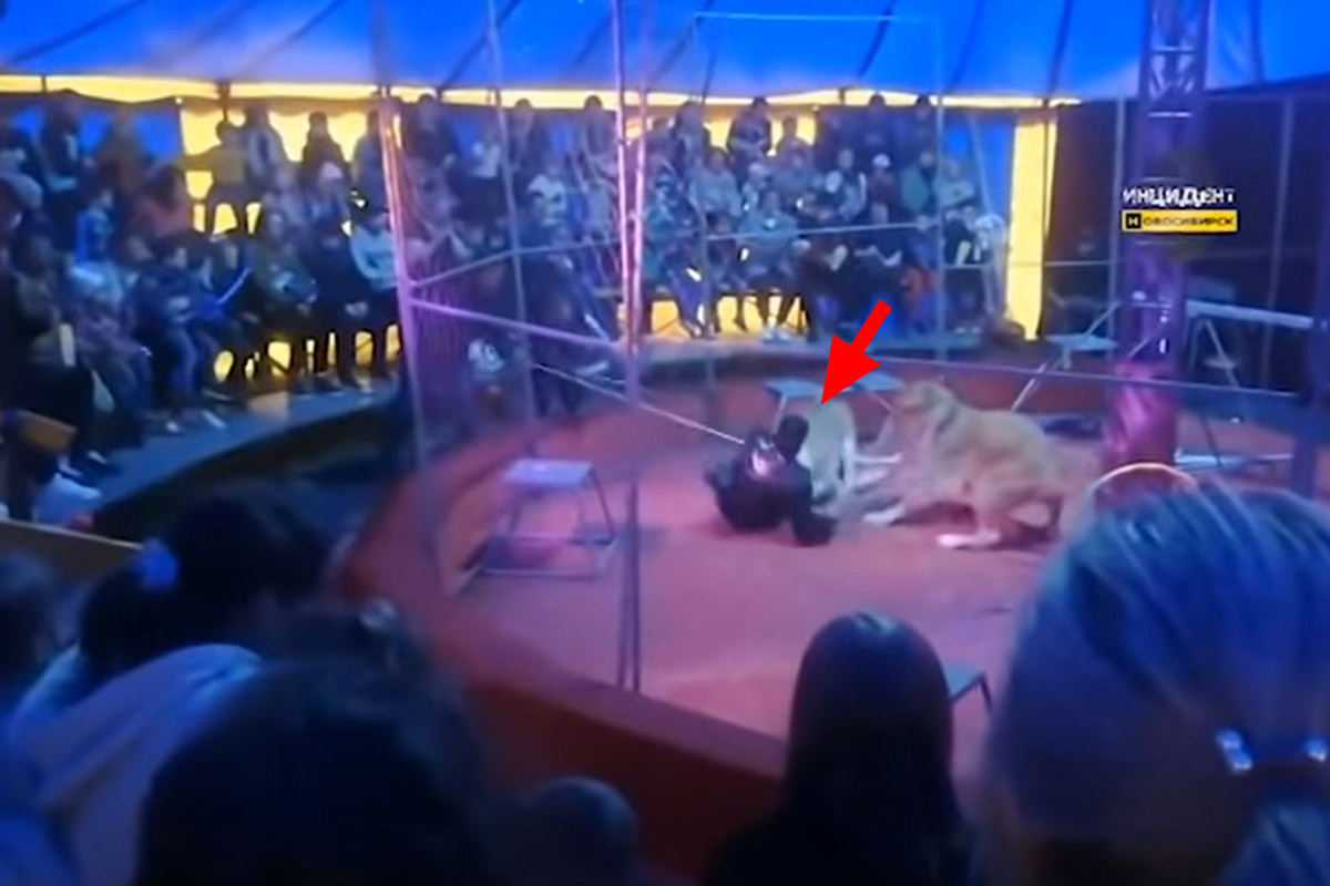 Video: Löwin reißt Dompteur in russischem Zirkus zu Boden