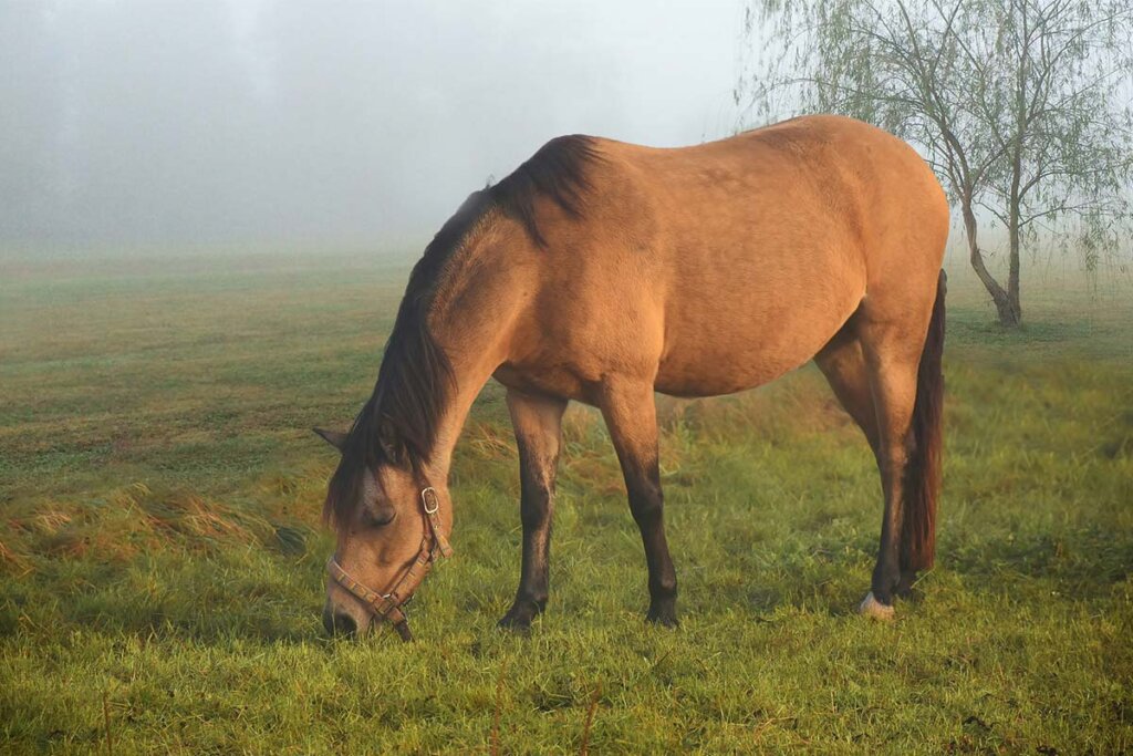 Pferd auf einer Weide