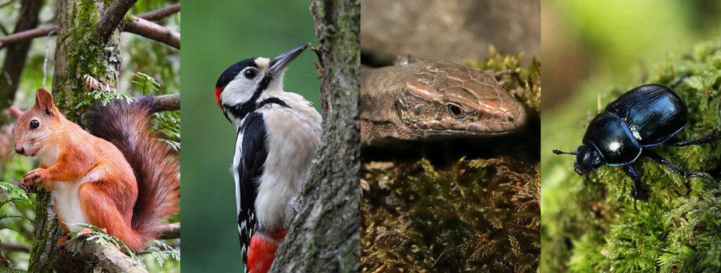 Tierarten – Käfer – Deutschlands Natur