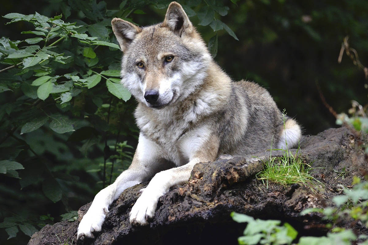 Wolfsbegegnung – was tun? So verhalten Sie sich richtig!