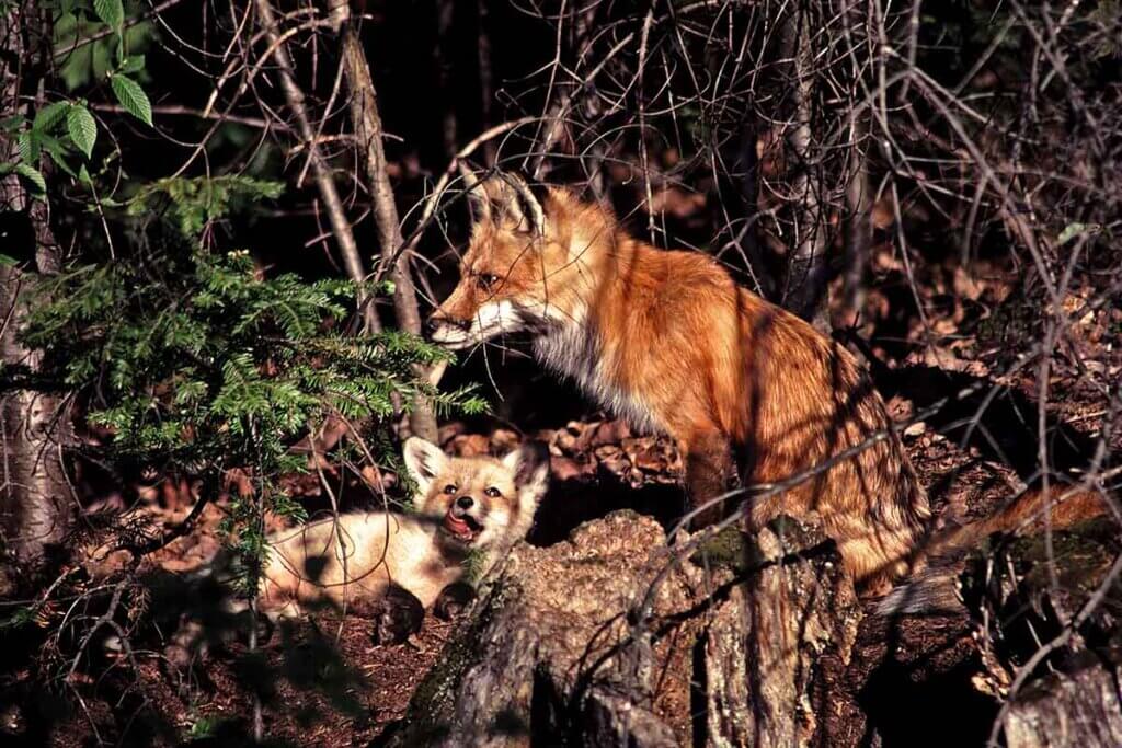 Fuchs mit Welpe im Wald