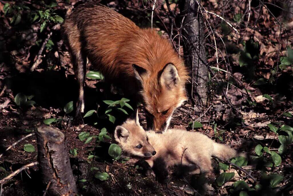 fuchs mit einem welpen