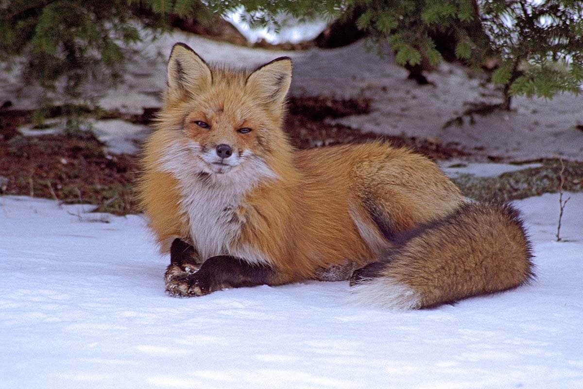 Fuchsbandwurm: Wie gefährlich ist der Parasit für Menschen?