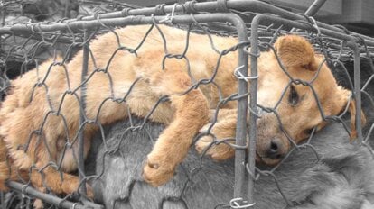Hund im Käfig in der Pelzindustrie