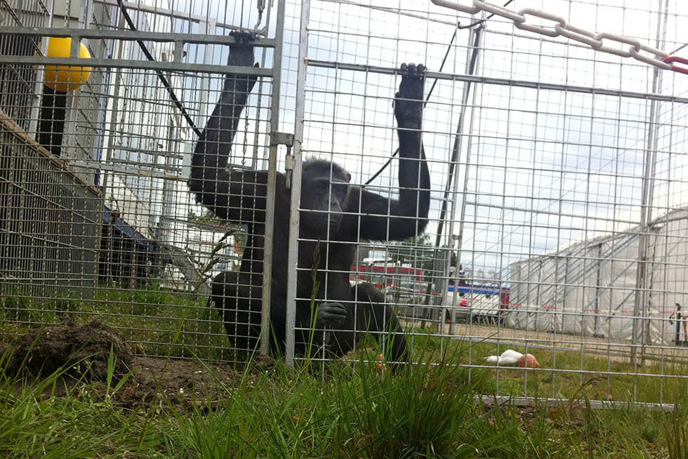 Circus Belly, Direktor Klaus Köhler – Chronik der Tierschutzverstöße und weitere Vorfälle