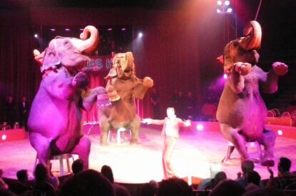 elefanten manege circus charles knie