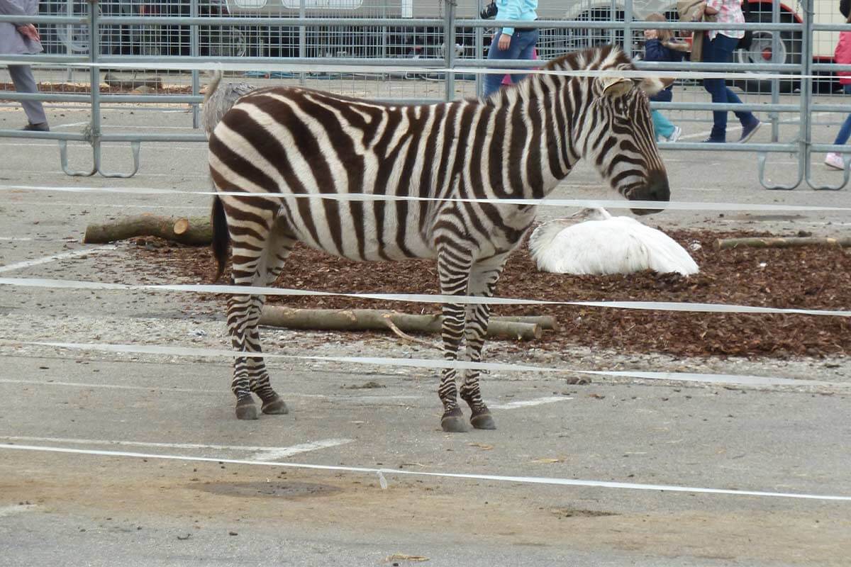 Zebras im abgesperrten Bereich bei Zirkus Charles Knie