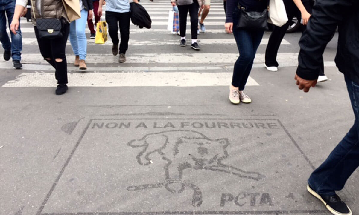 Bild auf der Strasse vor einem Zebrastreifen