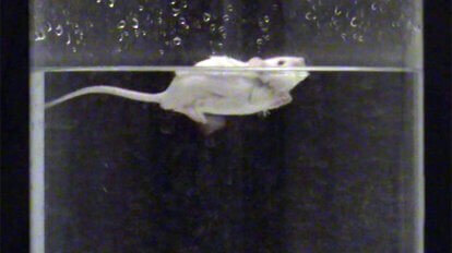 Maus schwimmt beim Forced Swim Test