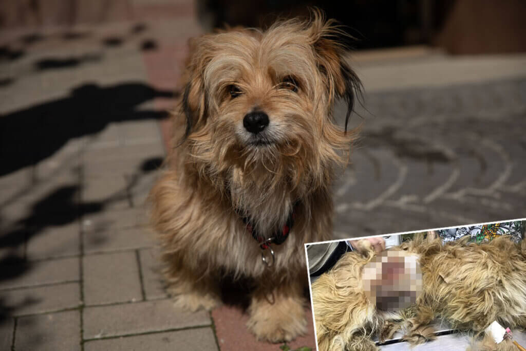 Collage Hund wird operiert