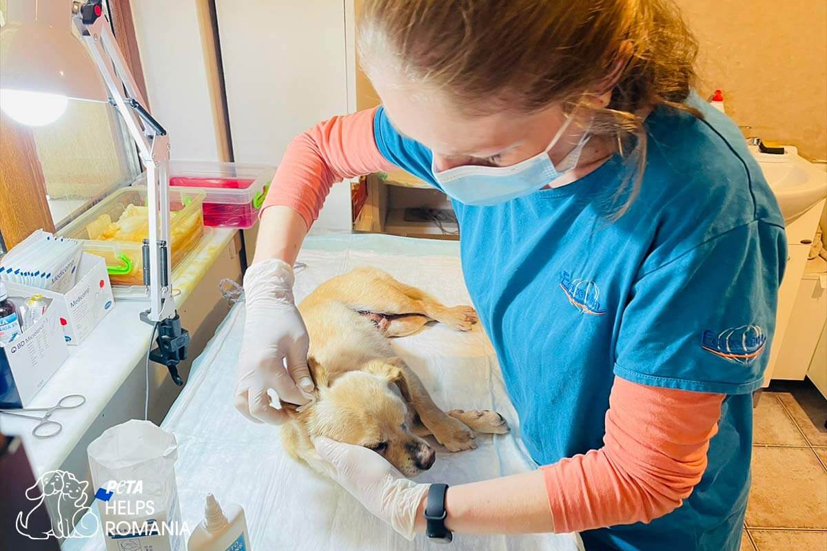 Frau versorgt einen Hund medizinisch