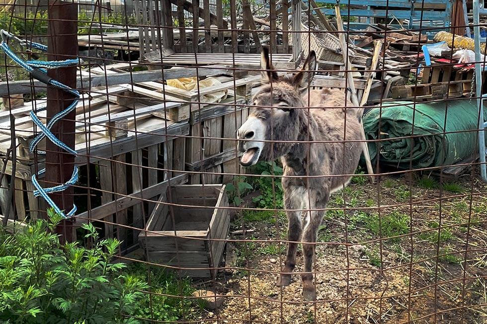 Esel lebt alleine auf Müllhalde – so leidet das Tier in Ranschbach