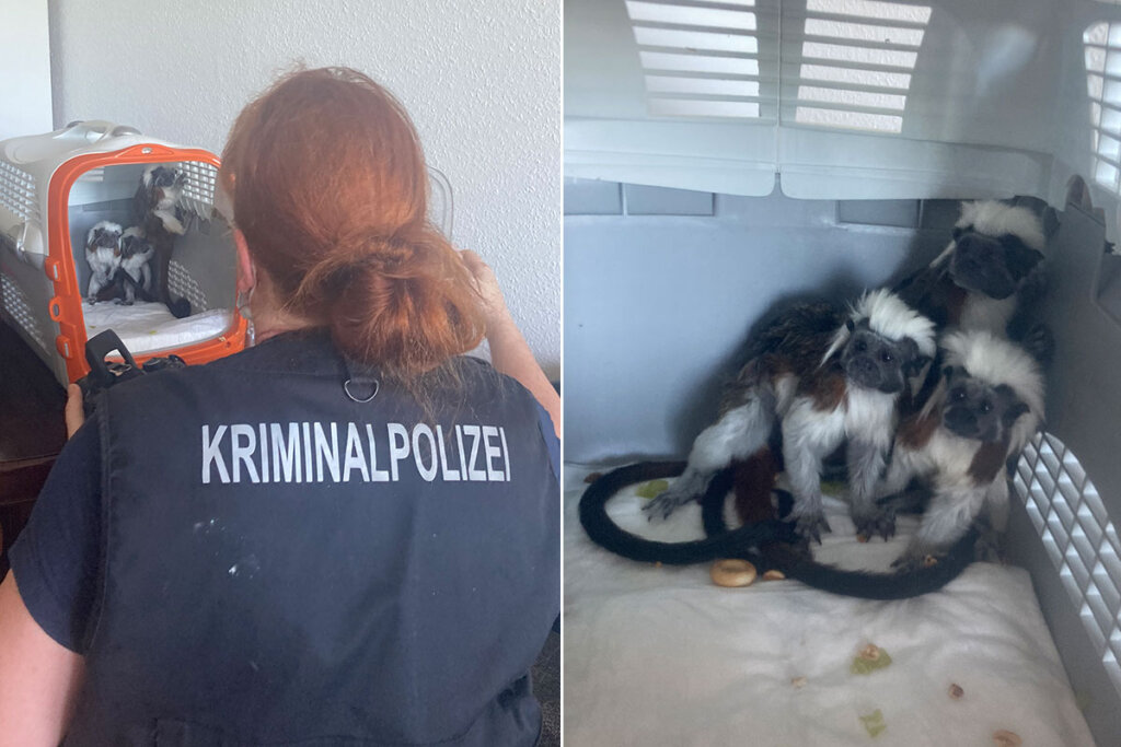 Collage Polizistin und Listzaffe in Transportbox