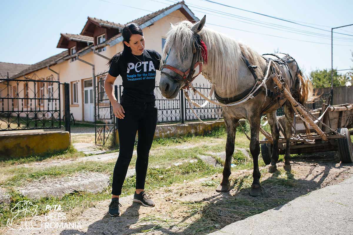 PETA Mitarbeiterin streichelt Pferd