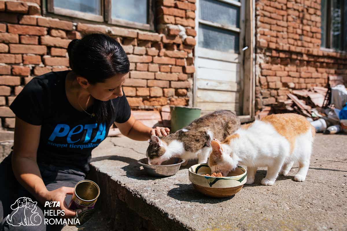 PETA Mitarbeiterin fuettert Katzen