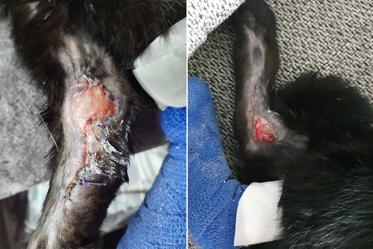 Verletzungen einer Katze vom Maehroboter