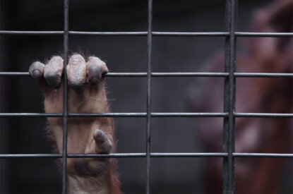 Affenhand hält sich am Gitter fest