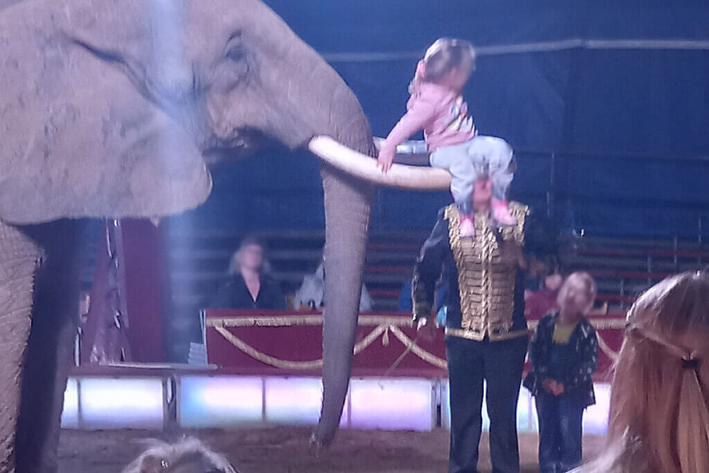 Kleines Kind sitzt auf den Stosszaehnen eines Elefanten in einer Zirkusmanege.