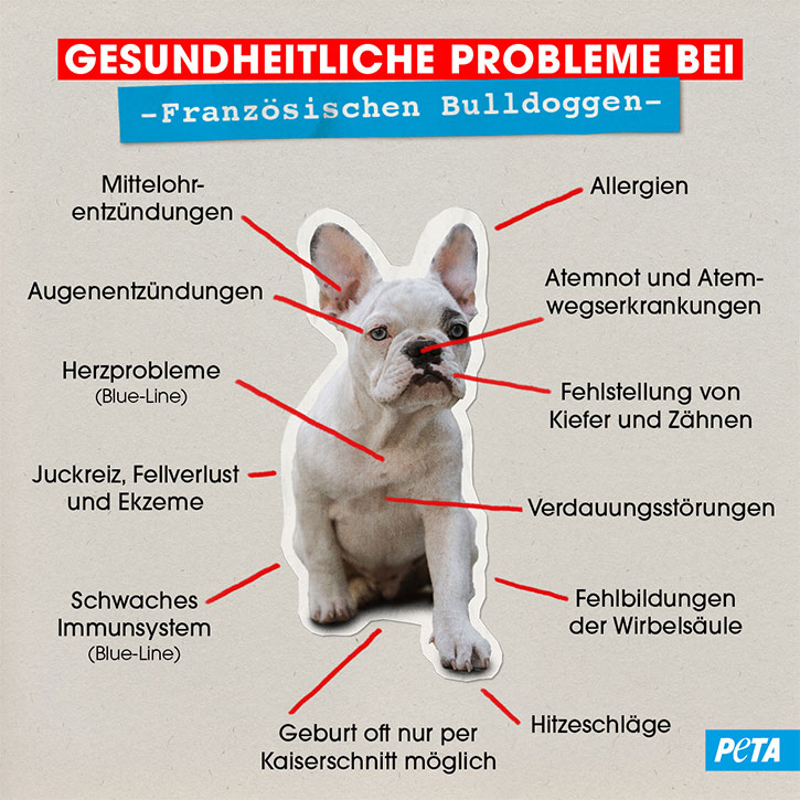 Grafik Gesundheitliche Probleme bei Franzoesischen Bulldoggen