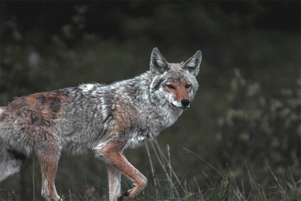 Koyote
