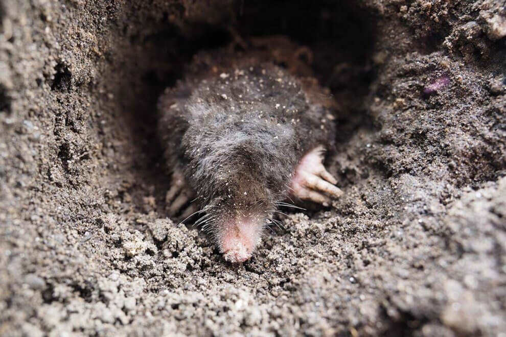 Wie Lange Bleibt Ein Maulwurf Im Garten