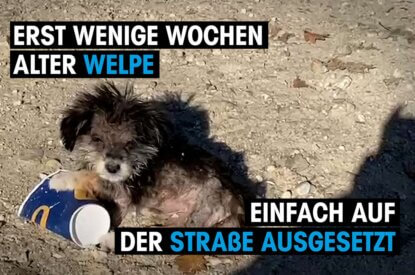 welpe sitzt auf der straße