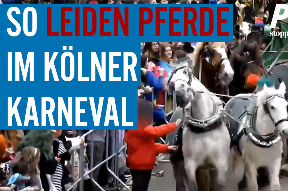 Pferdekutsche beim Karneval