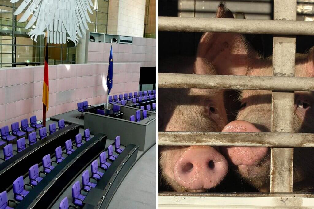 Collage Bundestag und Schweine im Transporter