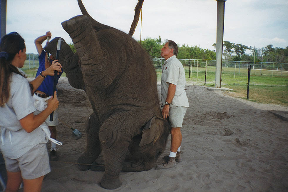 ringling brothers elefant